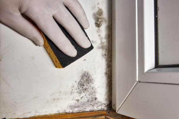 Best Water Damage & Mold Remediation  in Meridian, CO